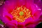 USA-Colorado-Fort Collins Prickly pear cactus flower close-up Art Print